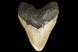 Fossil Megalodon Tooth - + Foot Shark #75532-1